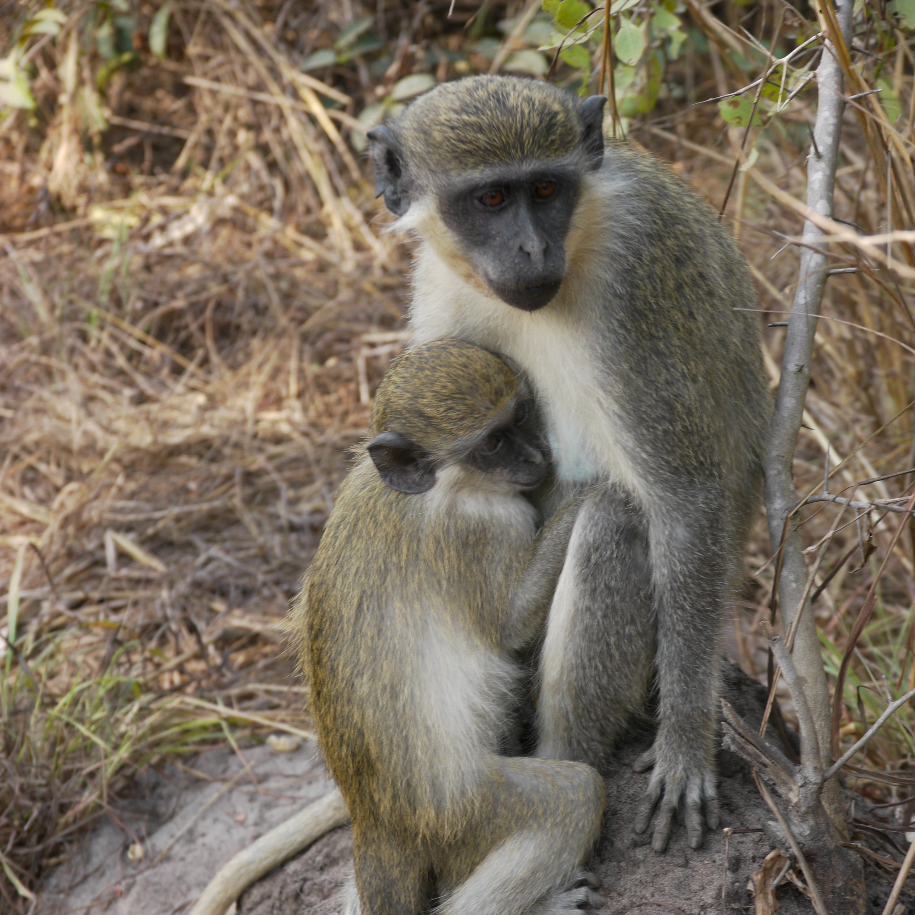Chlorocebus sabaeus